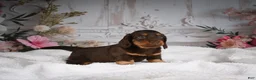 Miniature Dachshund dogs for sale: AKC-Jordan - Ad 5