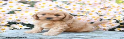 Cavapoo dogs for sale: Tucker - Ad 4