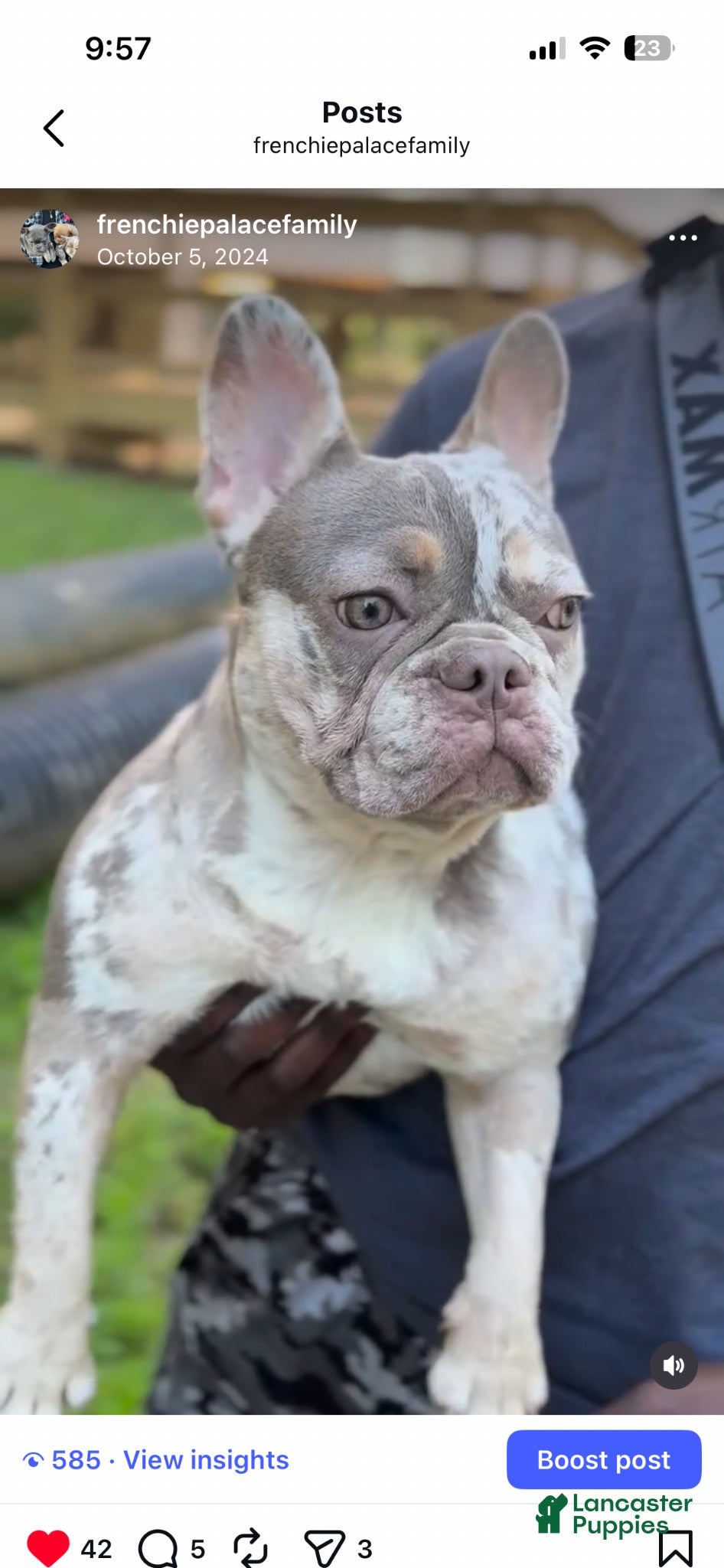 French Bulldog dogs for sale: RiRi - Ad 2