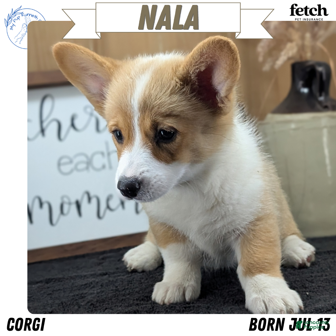 Welsh Corgi Pembroke dogs Nala - Ad 2