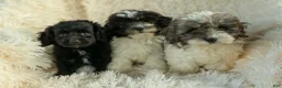 Cavapoo dogs for sale: Raya🎀 - Ad 23