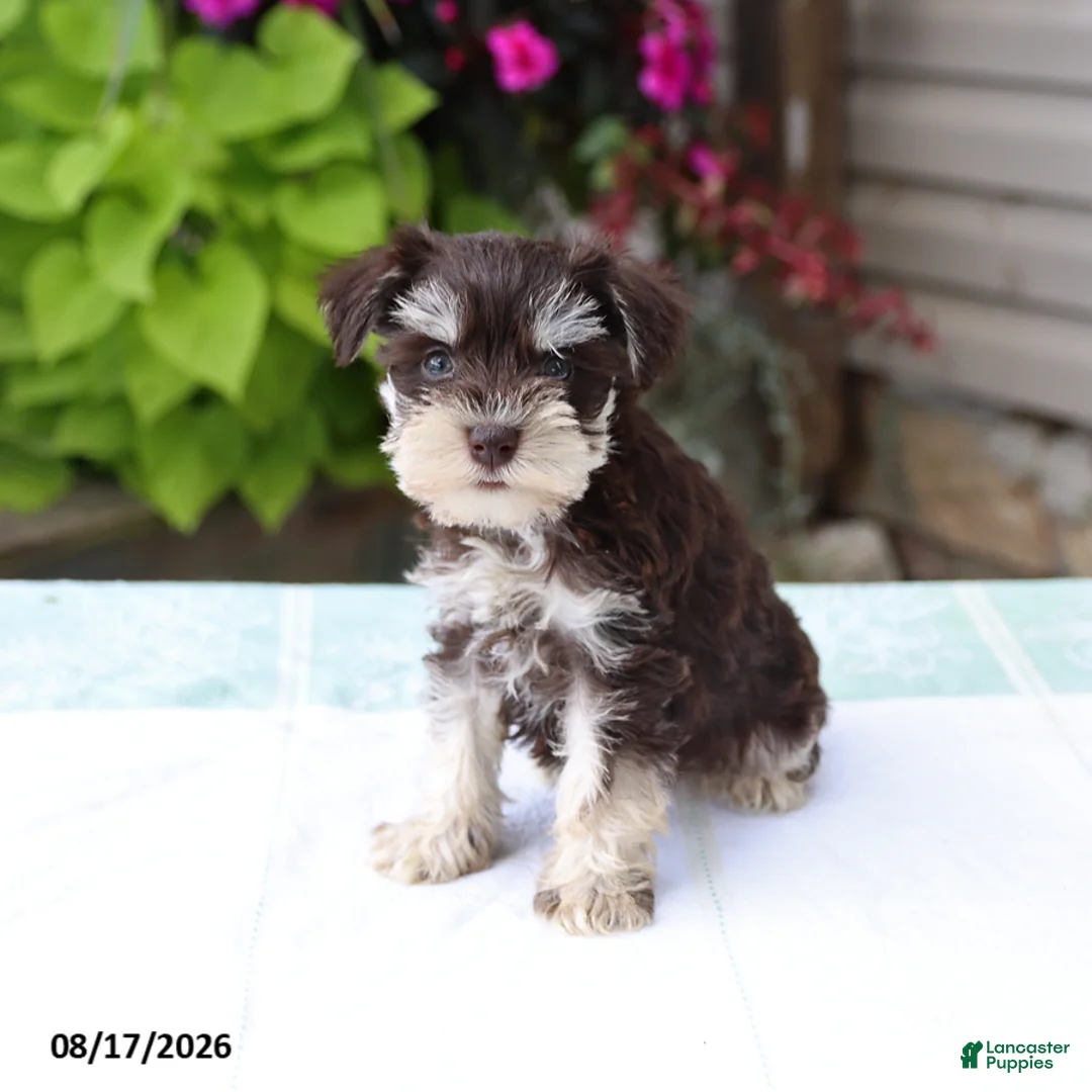 Miniature Schnauzer dogs for sale: Phoebe - Ad 5