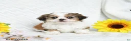 Malshi dogs for sale: Benji - Ad 5