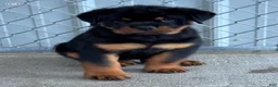 Rottweiler dogs for sale: Rottweiler 1 - Ad 2