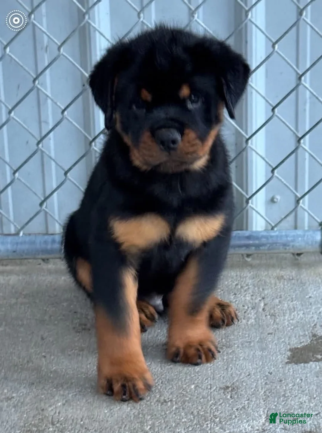 Rottweiler dogs for sale: Rottweiler 1 - Ad 2
