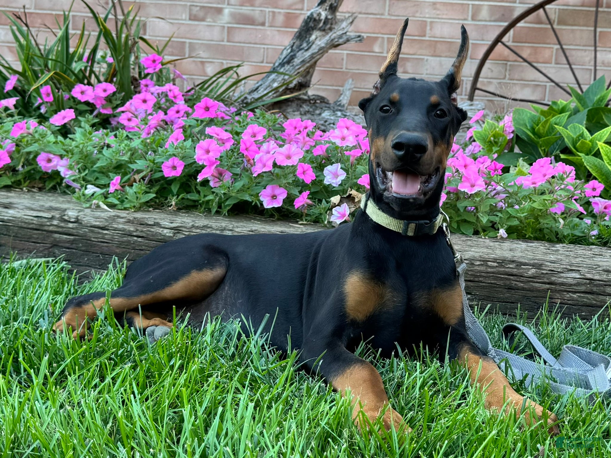 Doberman Pinscher dogs Zorro - Ad 2