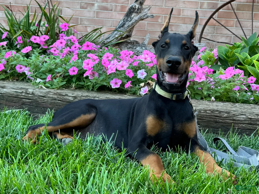 Doberman Pinscher dogs for sale: Zorro - Ad 2