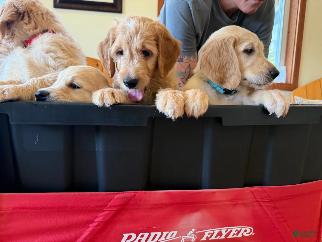 Goldendoodle dogs for sale: Teal Collar Boy - Ad 2