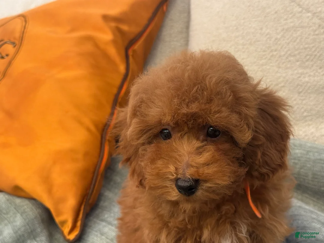 Toy Poodle dogs for sale: Banana - Ad 2