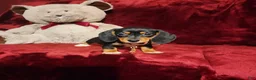 Miniature Dachshund dogs for sale: OAKLEY - Ad 6