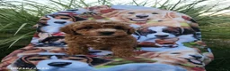 Miniature Poodle dogs for sale: Hunter - Ad 3