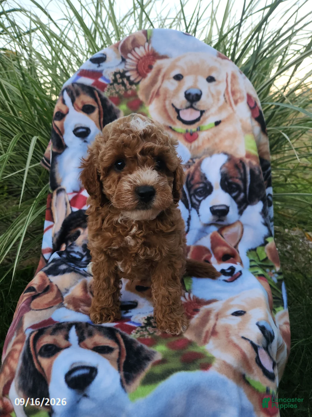 Miniature Poodle dogs for sale: Hunter - Ad 3