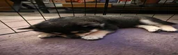 Shiba Inu dogs for sale: Shiba Inu 1 - Ad 16