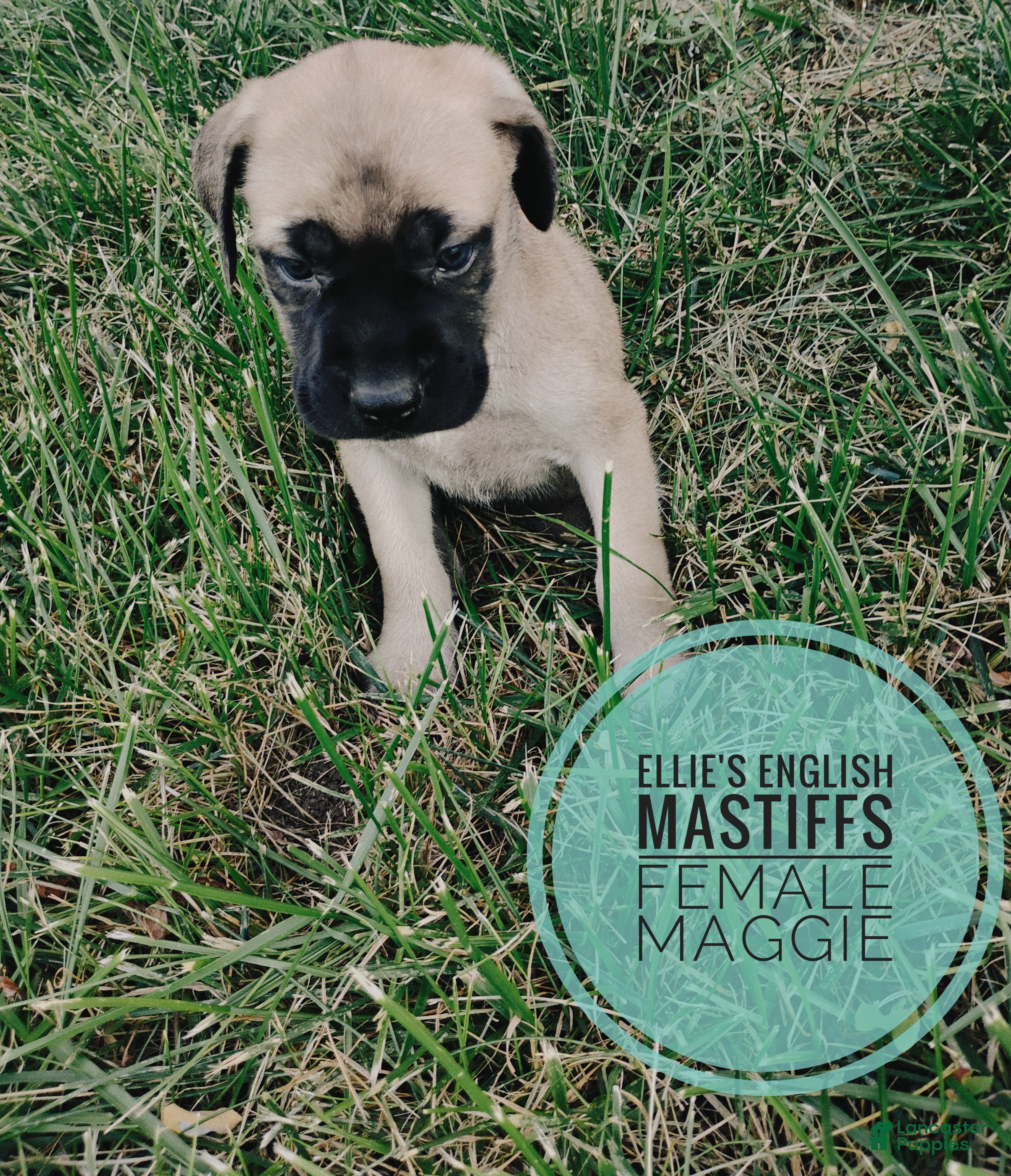 English Mastiff dogs Maggie  - Ad 2