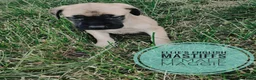 English Mastiff dogs for sale: Maggie  - Ad 2