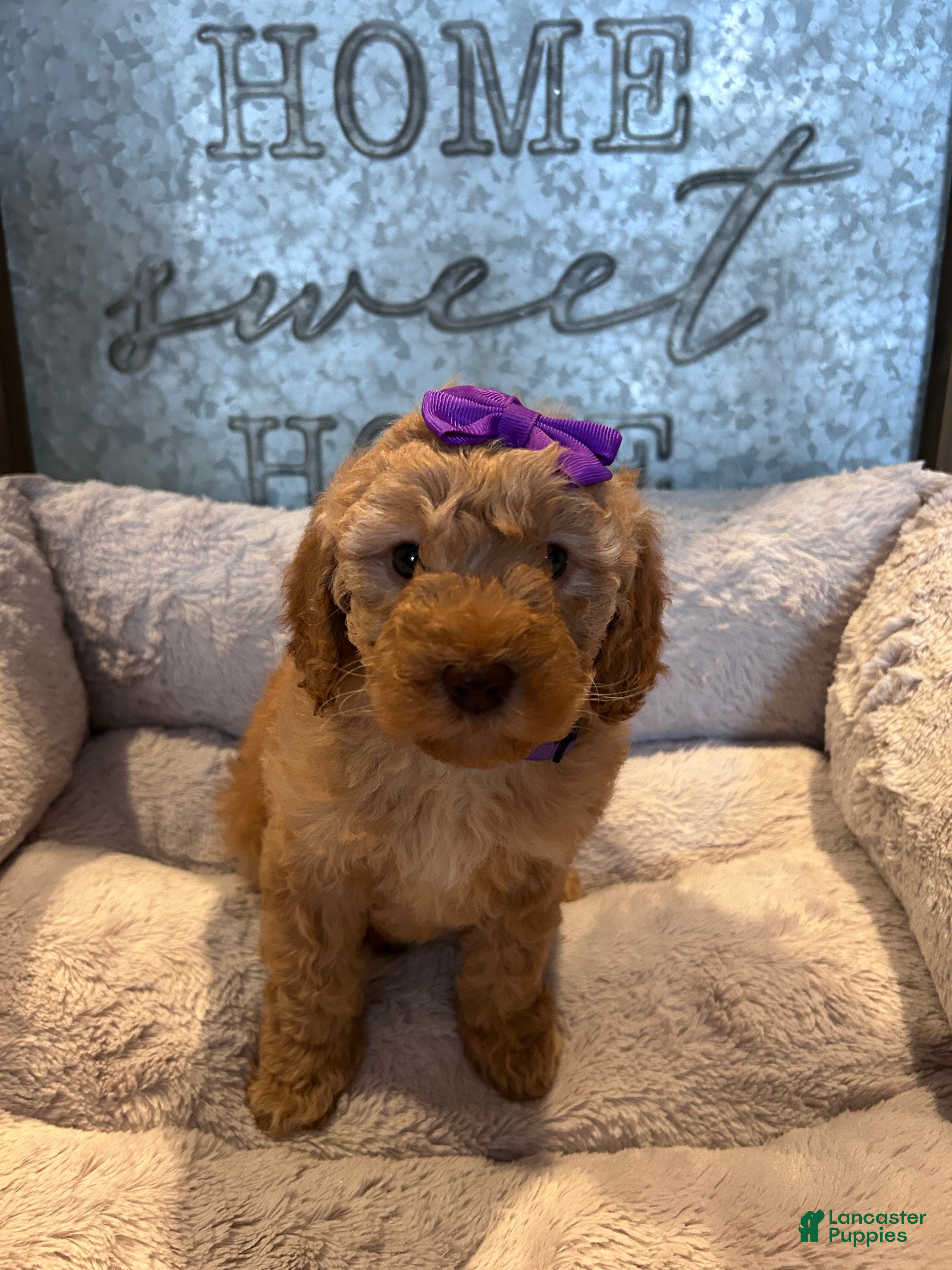 Mini Goldendoodle dogs for sale: Zoey - Ad 1