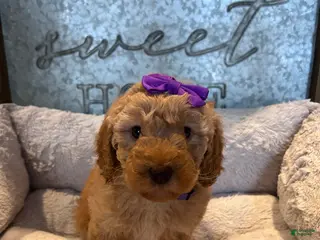 Mini Goldendoodle dogs Zoey - Ad 2