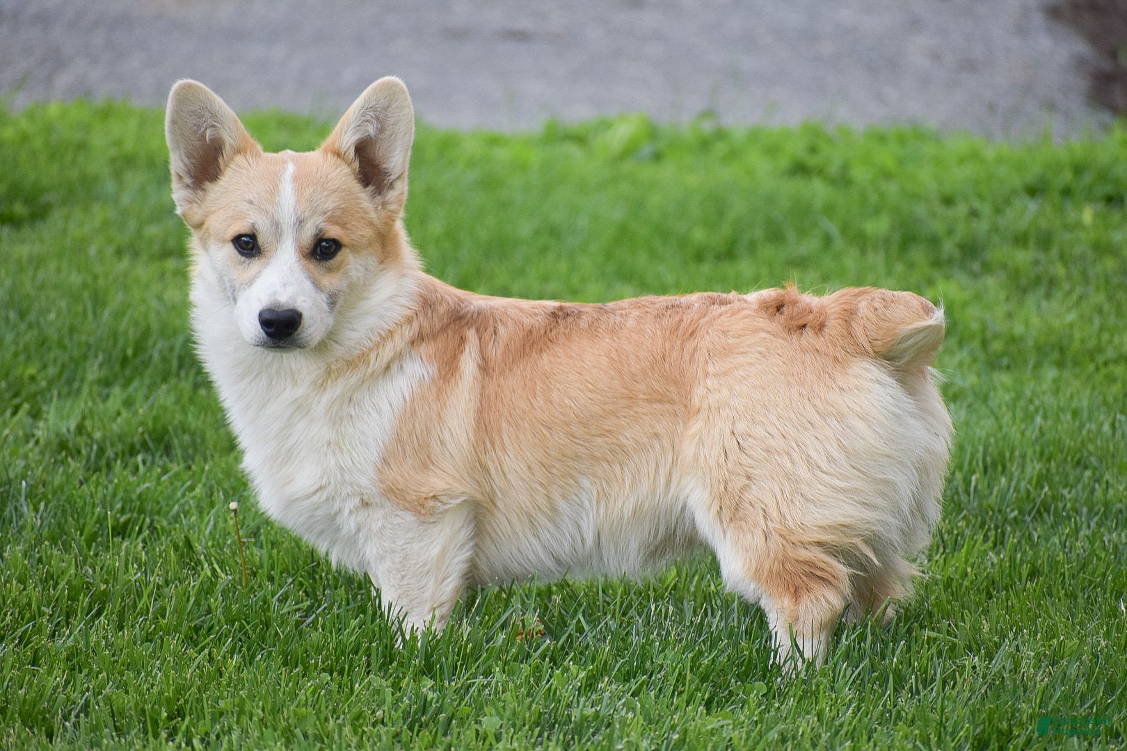 Welsh Corgi Pembroke dogs Mingo - Ad 1