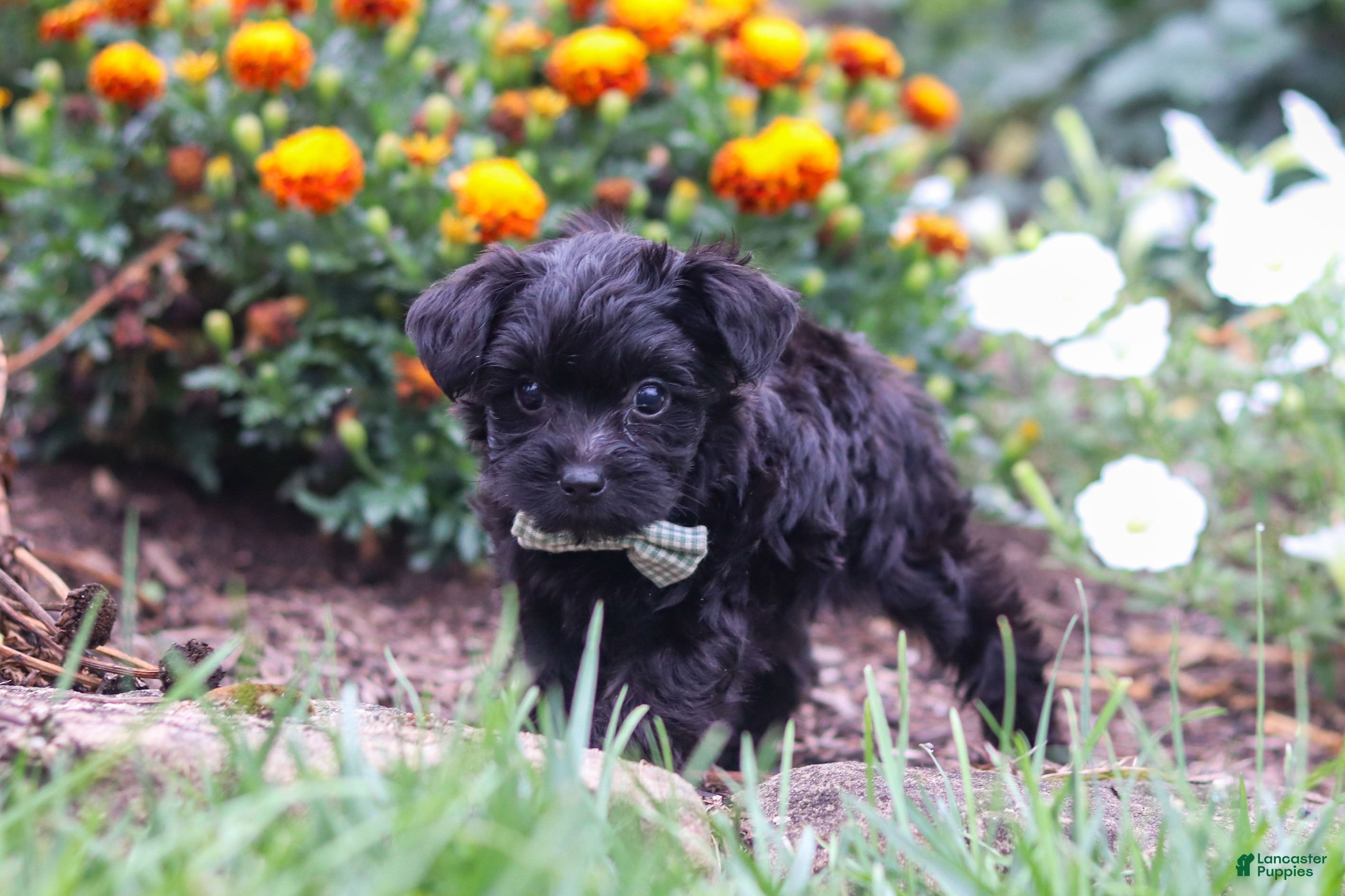 Yorkiepoo dogs Randall - Ad 2