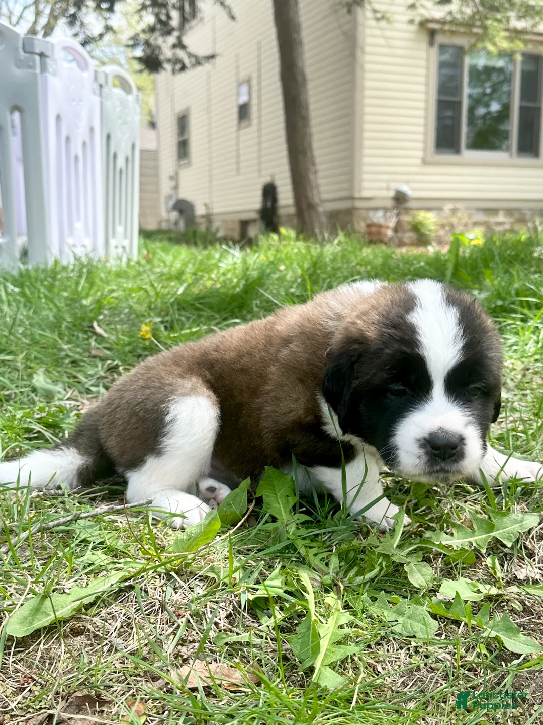 Saint Bernard dogs for sale: Mocha - Ad 2