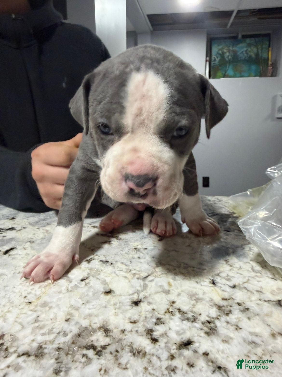American Bully dogs American Bully Puppy 1 - Ad 33