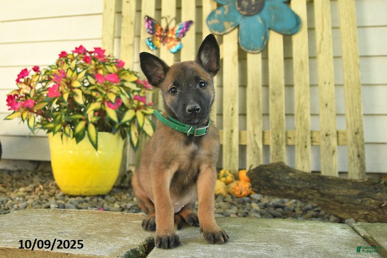 Gallery Image {{count}}