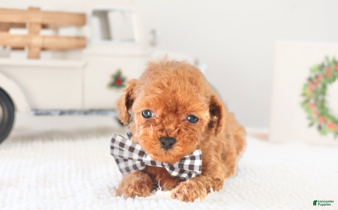 Toy Poodle dogs for sale: Gingerbread - Ad 9