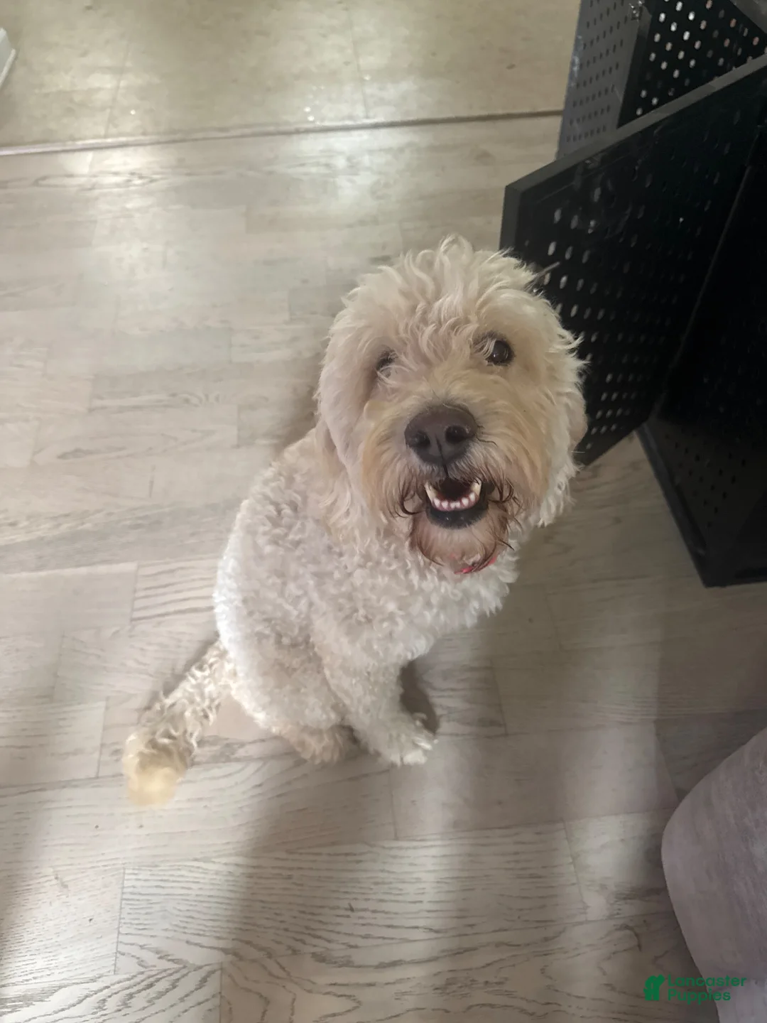 Mixed Breed dogs for sale: Mixed Breed 1 - Ad 2