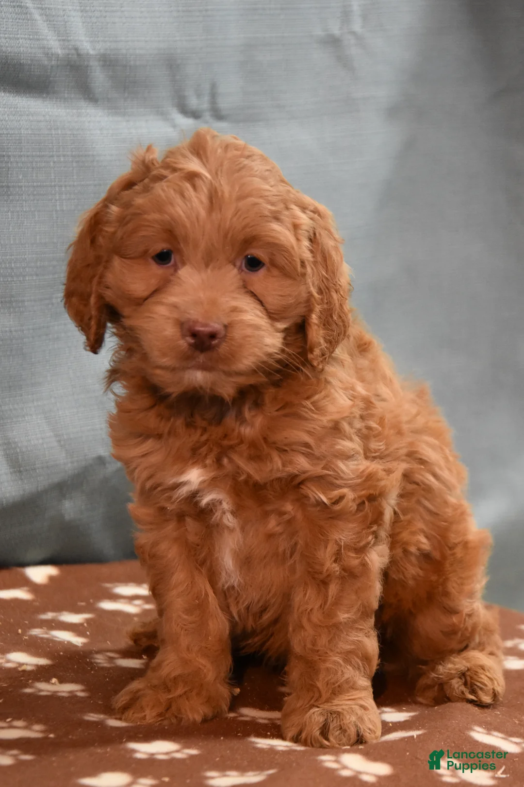Cockapoo dogs for sale: Chucky  - Ad 1