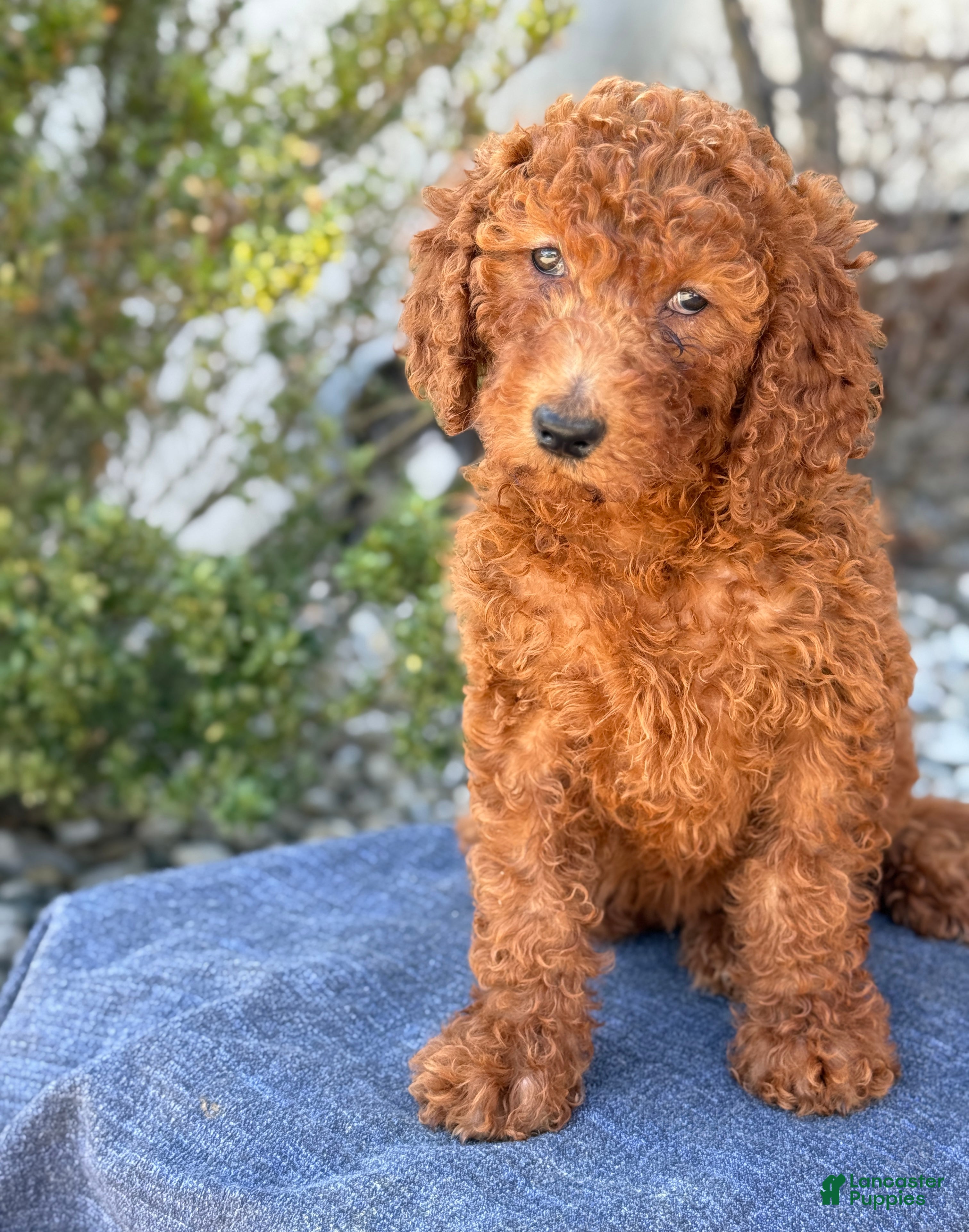 Goldendoodle dogs Avery - Ad 2