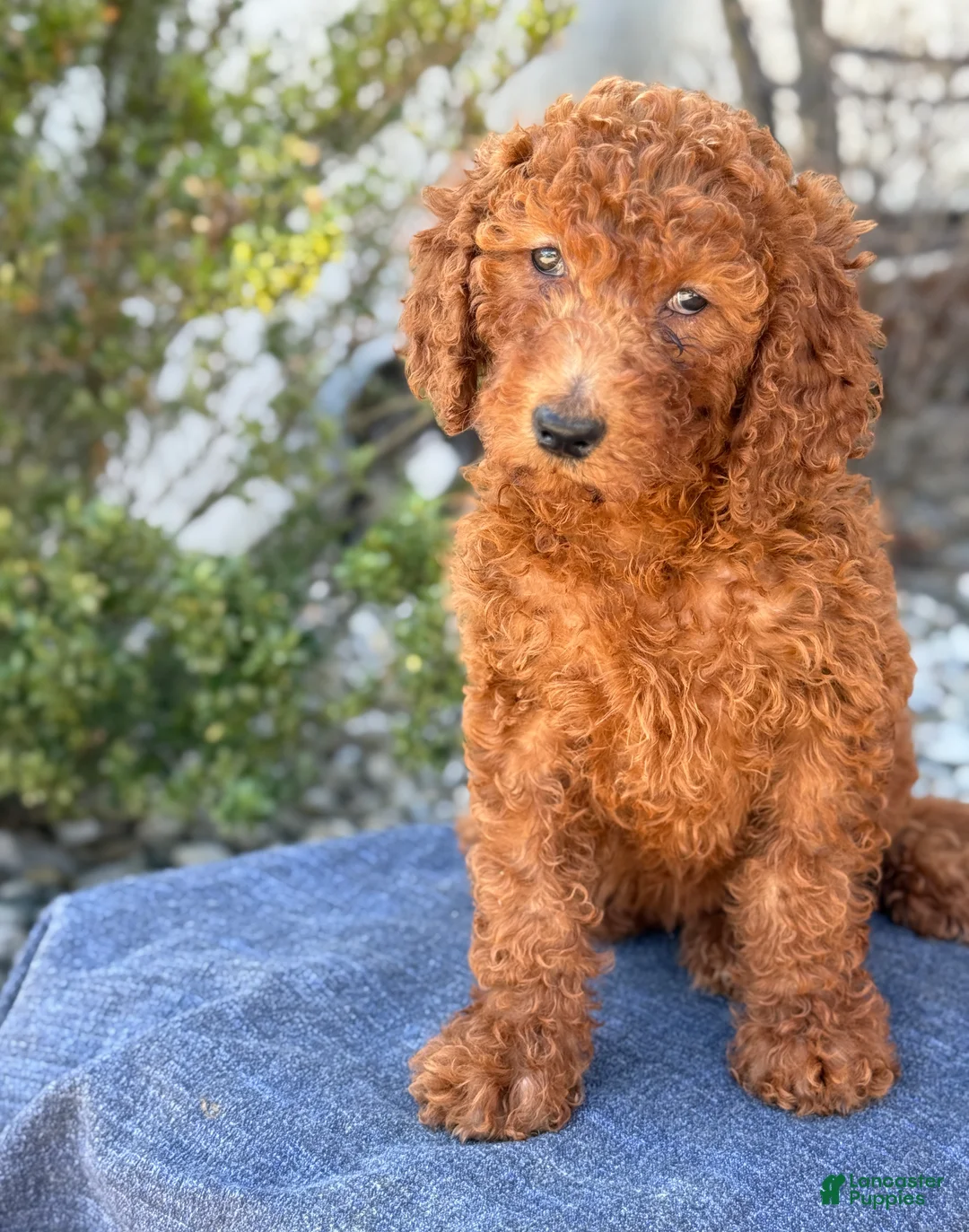 Goldendoodle dogs for sale: Avery - Ad 2