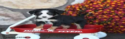 Mini Bernedoodle dogs for sale: Lil Princess - Ad 2