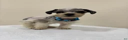Miniature Schnauzer dogs for sale: Miniature Schnauzer Puppy 4 - Ad 3