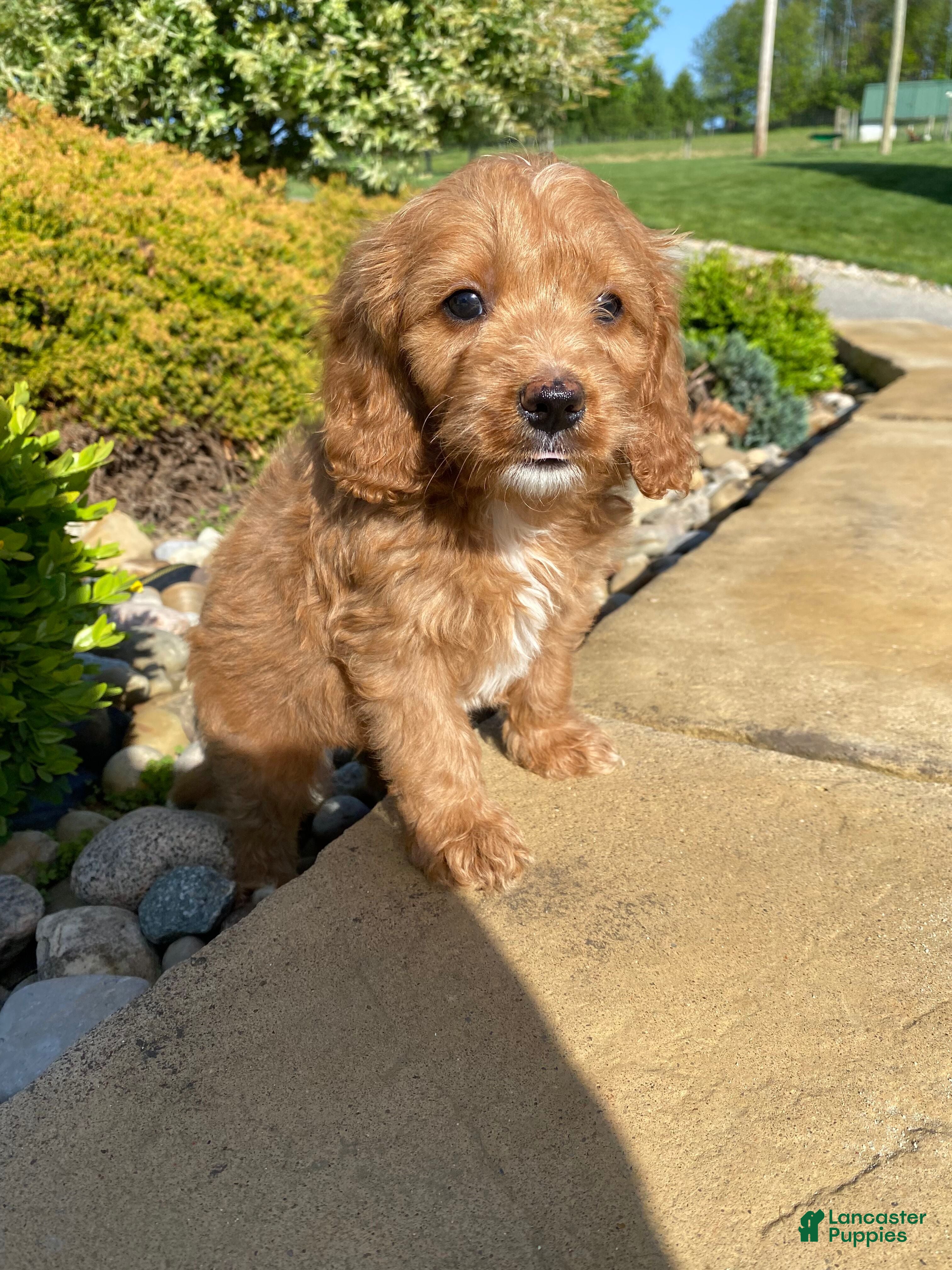 Cavapoo dogs Thor - Ad 2