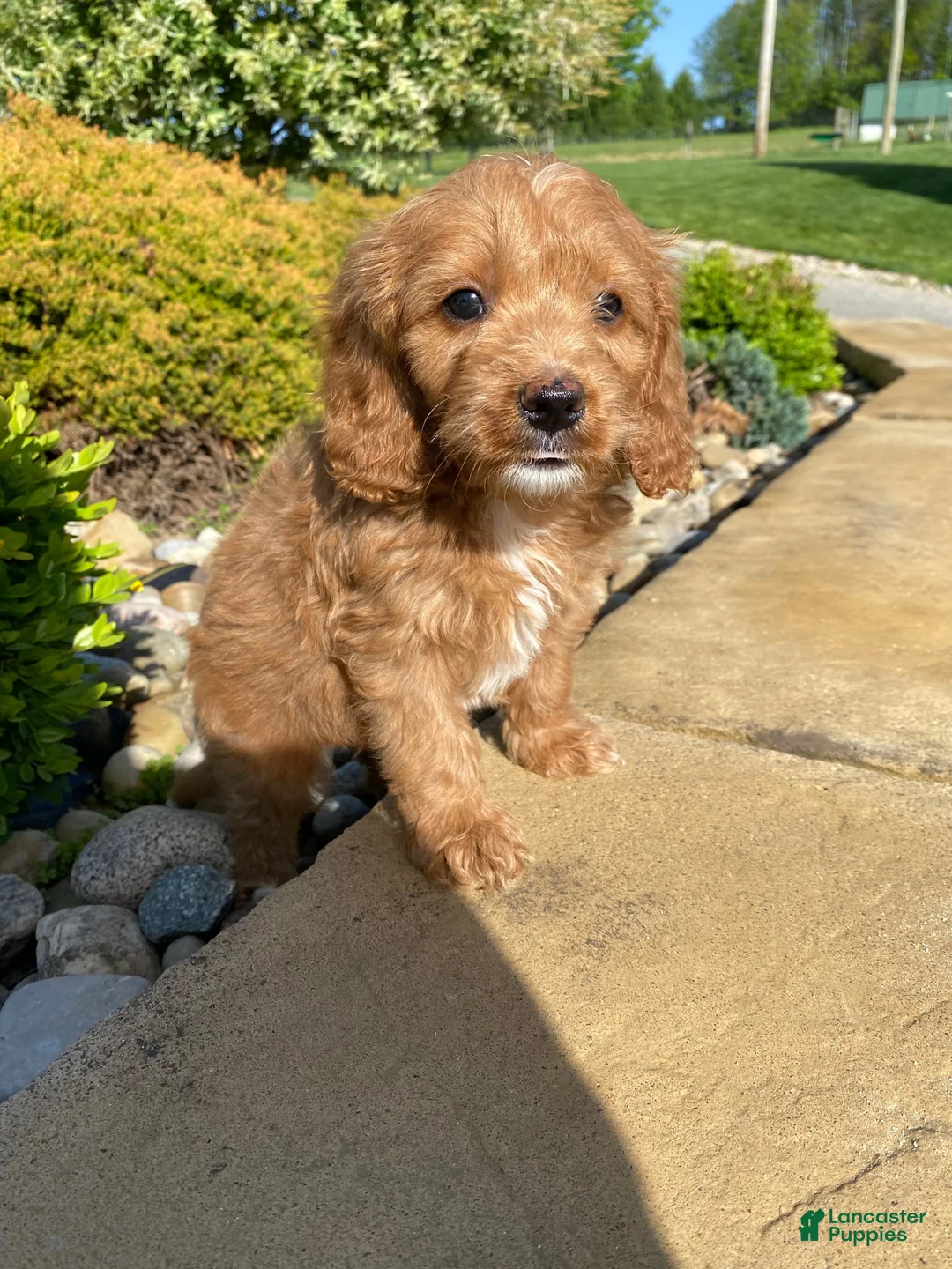Cavapoo dogs for sale: Thor - Ad 1