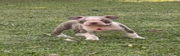 Boston Terrier dogs for sale: Dusty - Ad 5