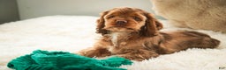 Cocker Spaniel dogs for sale: Avery - Ad 5