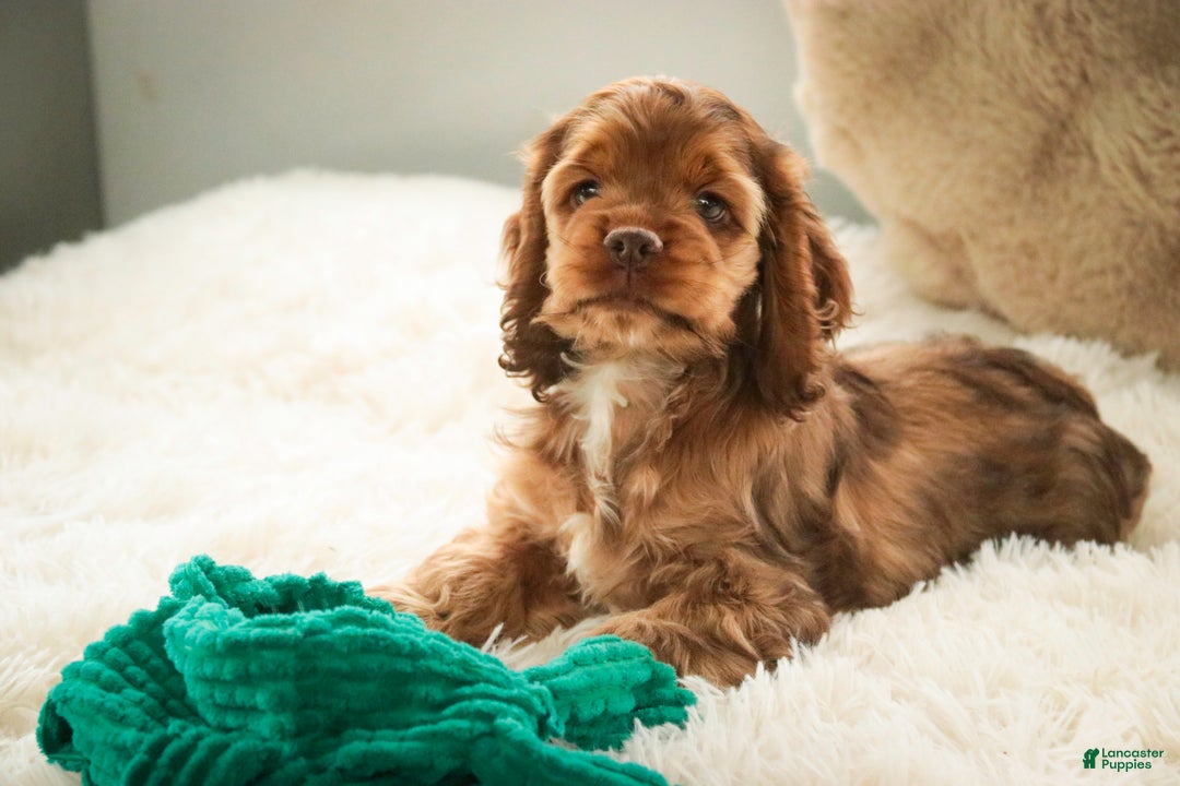 Cocker Spaniel dogs for sale: Avery - Ad 5