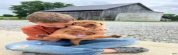 Labrador Retriever dogs for sale: Labrador Retriever 2 - Ad 4