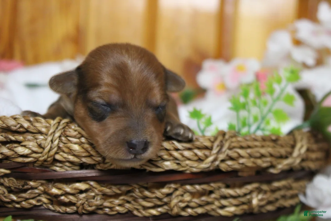 Yorkiepoo dogs for sale: Jacque  - Ad 2