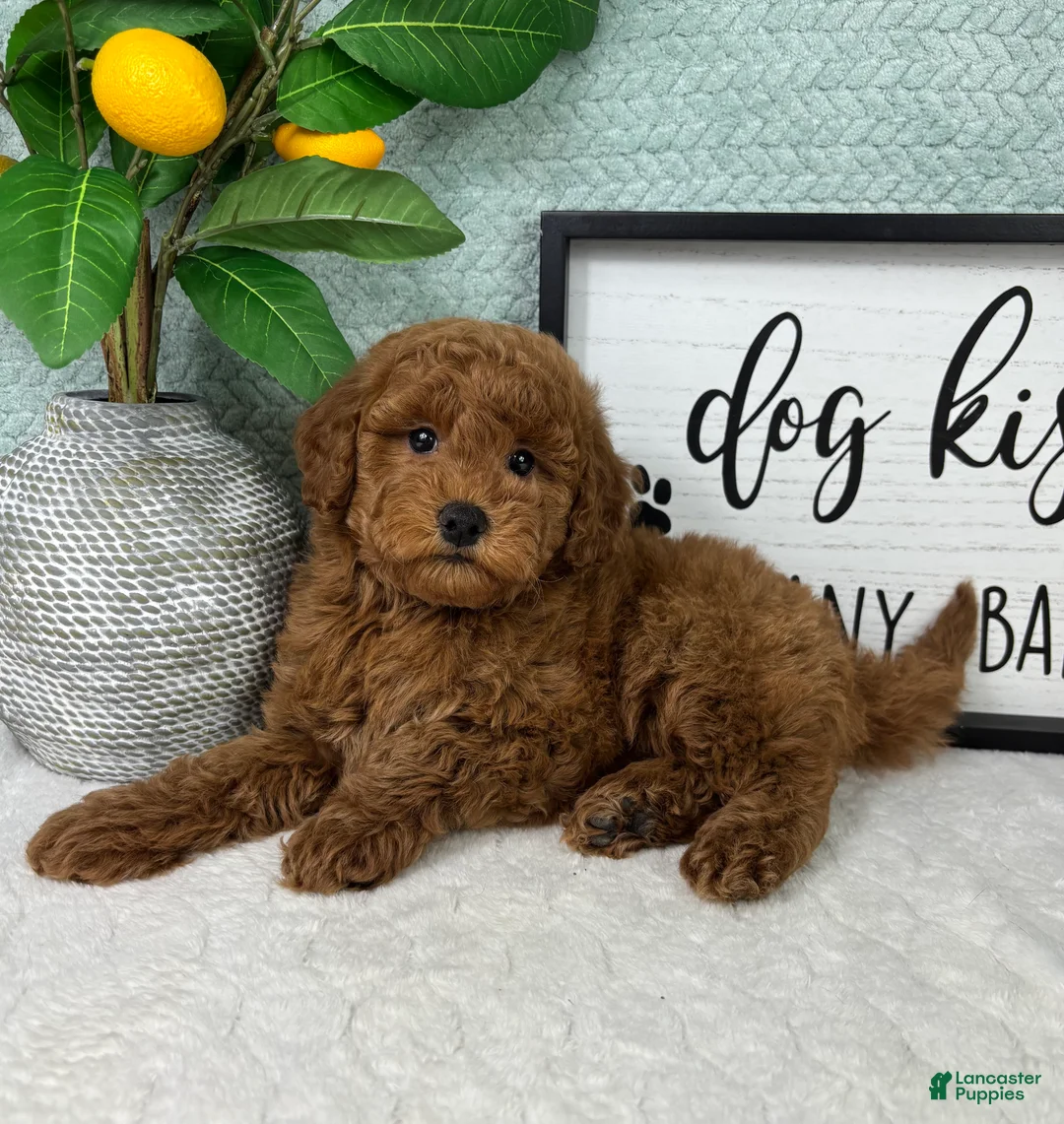 Mini Goldendoodle dogs for sale: Graham - Ad 4