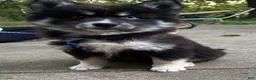Mixed Breed dogs for sale: Stormy - Ad 3