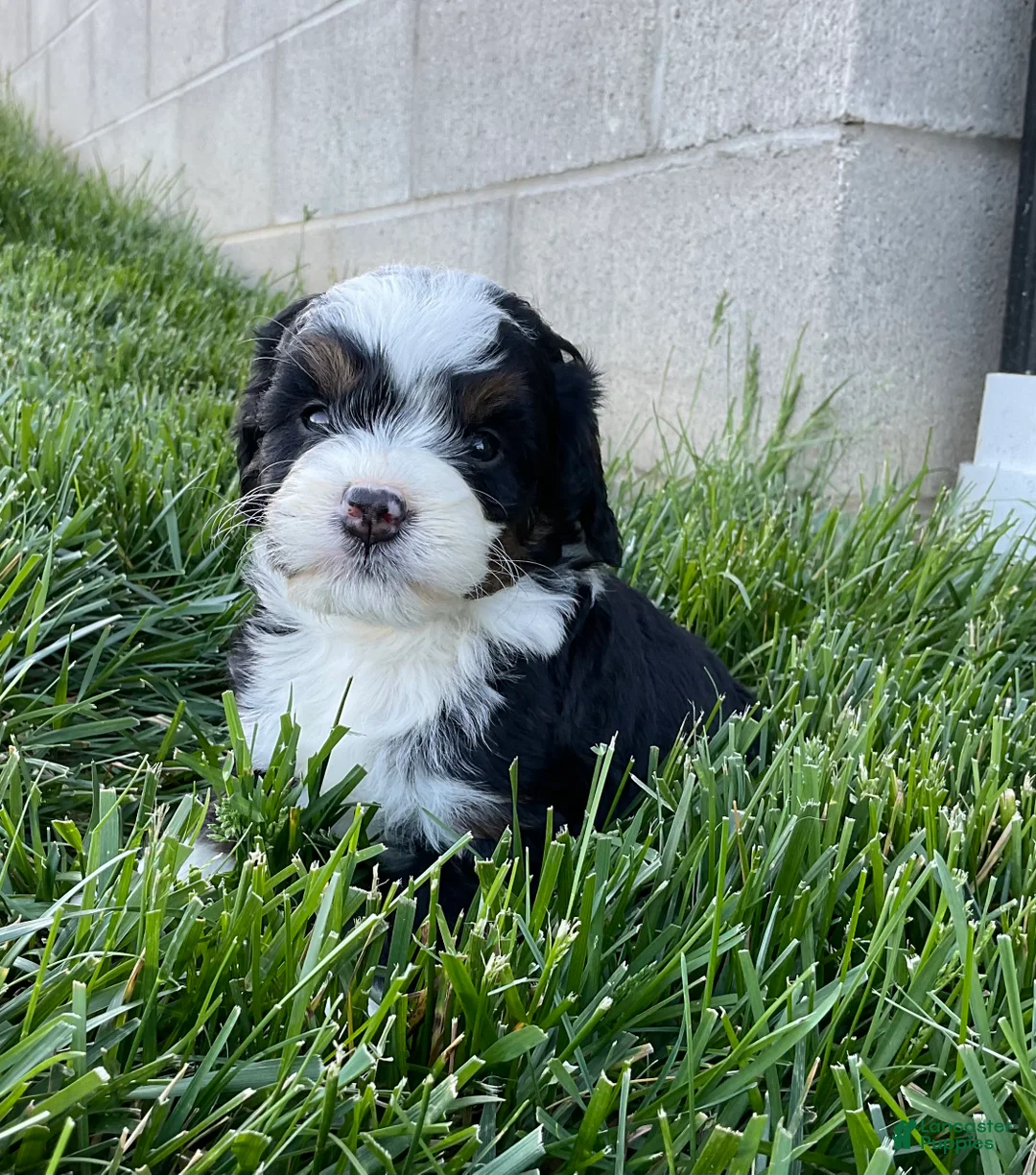 Mini Bernedoodle dogs for sale: Clover - Ad 1