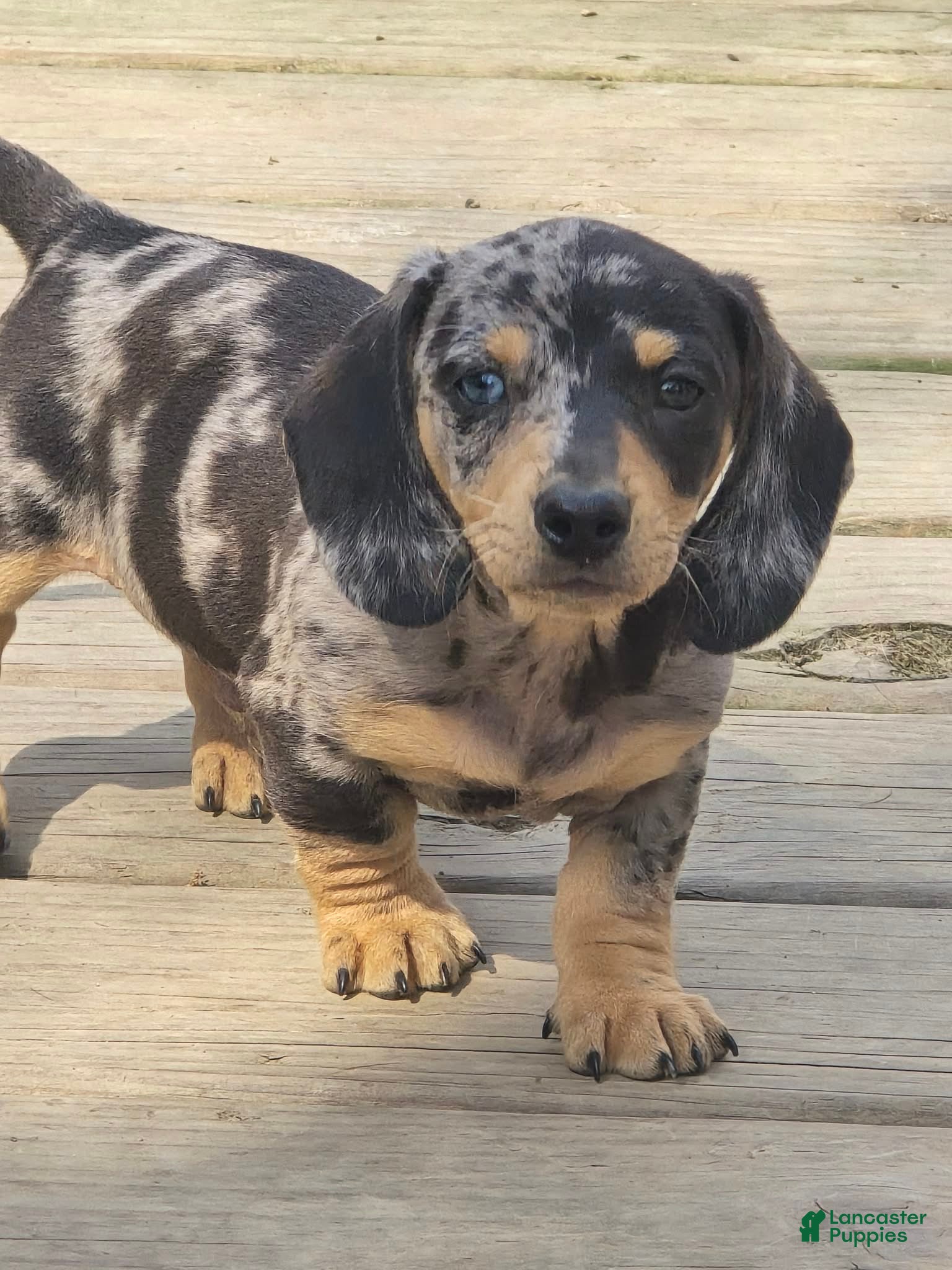 Miniature Dachshund dogs Walter - Ad 1
