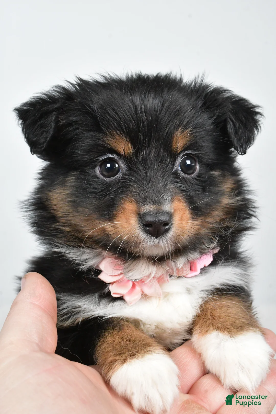 Miniature Australian Shepherd dogs for sale: Lilac - Ad 3