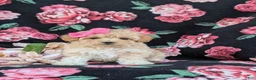 Maltipoo dogs for sale: Tiara 9 lbs Full Grown - Ad 3