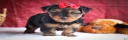 Yorkshire Terrier dogs for sale: DOC - Ad 7
