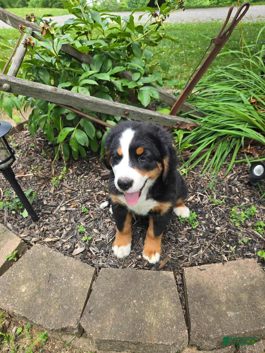 Bernese Mountain Dog dogs for sale: Jasmine - Ad 1