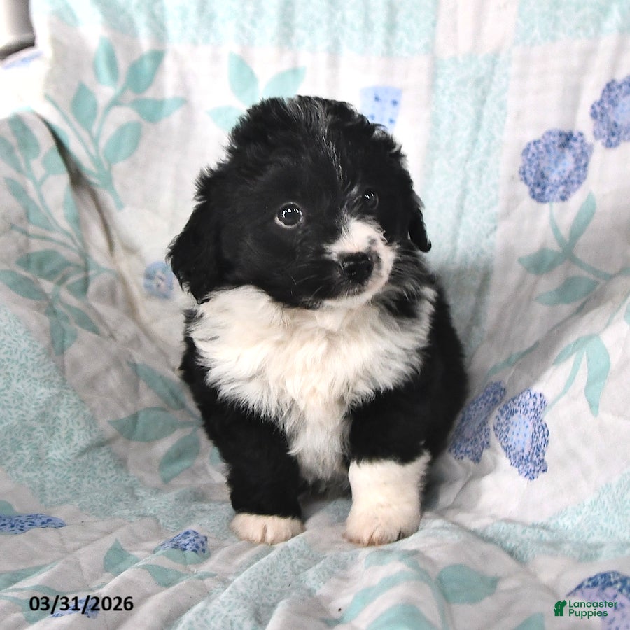 Mini Aussiedoodle dogs Nugget - Ad 2