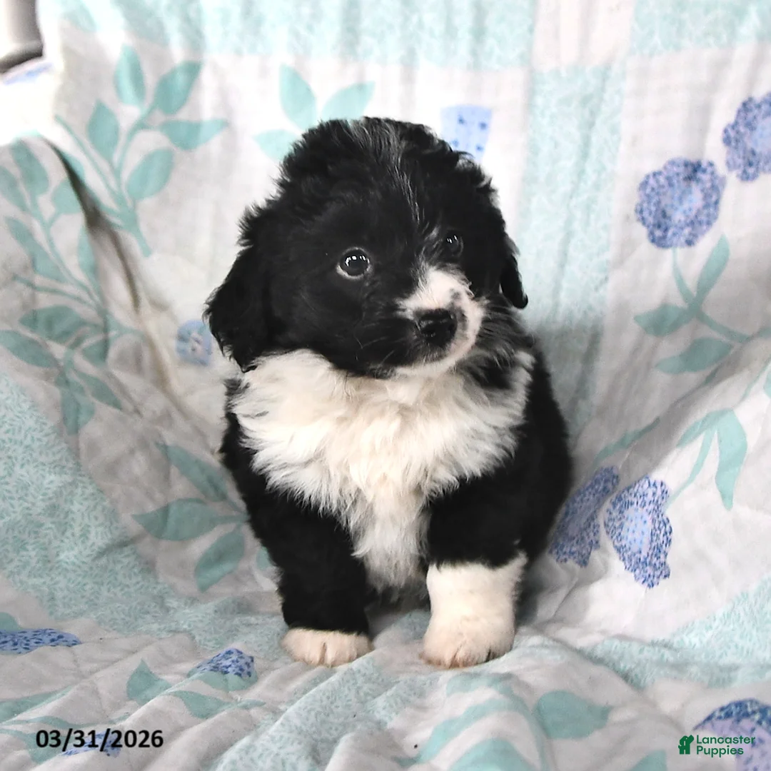 Mini Aussiedoodle dogs for sale: Nugget - Ad 2